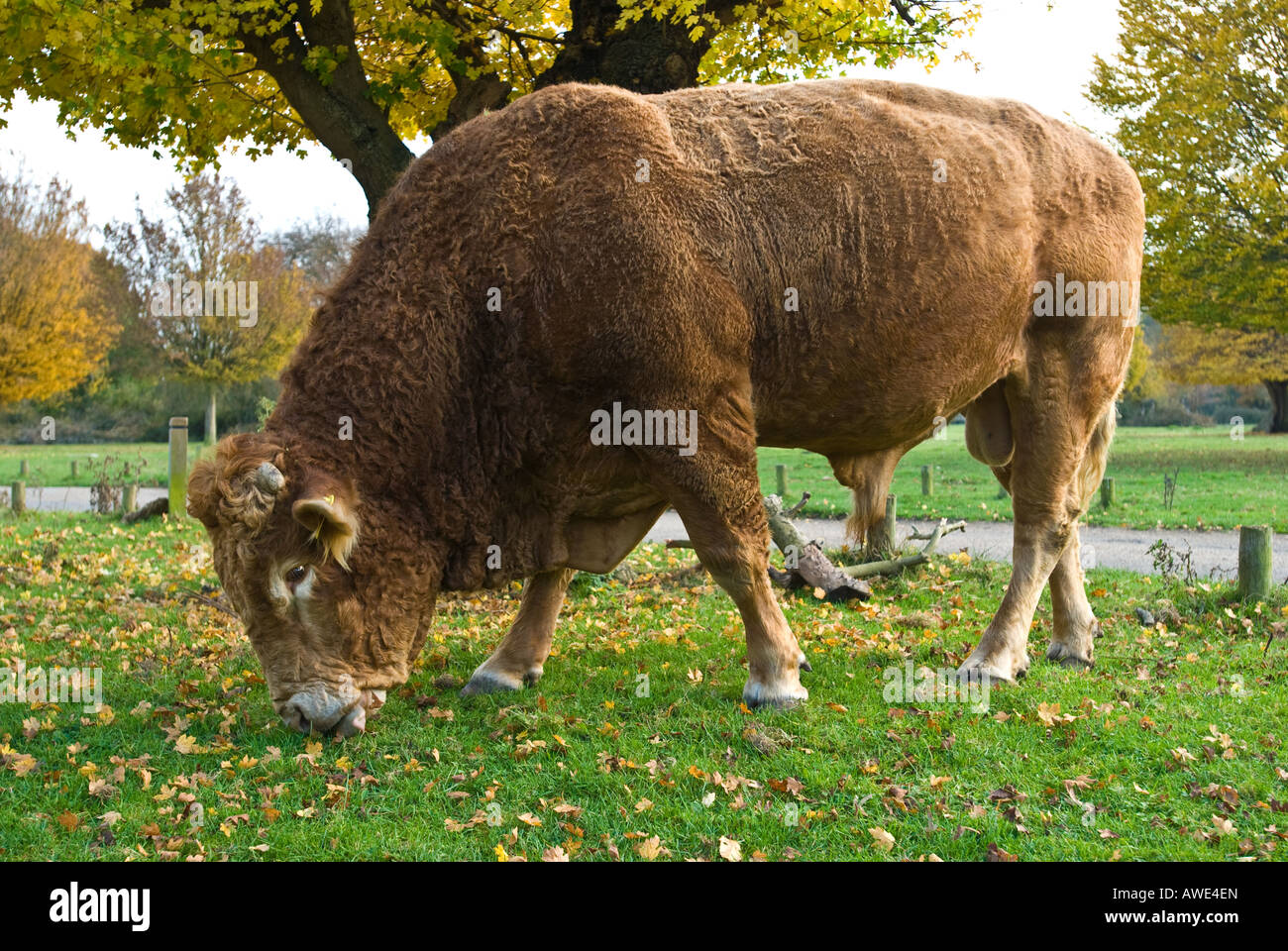 Bull che pasce Foto Stock