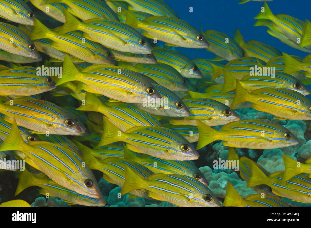 Bluestripe snapper, Lutjanus kasmira, sono stati introdotti alle Hawaii nel 1958 con il pensiero che essi possono diventare una fonte di cibo. Foto Stock