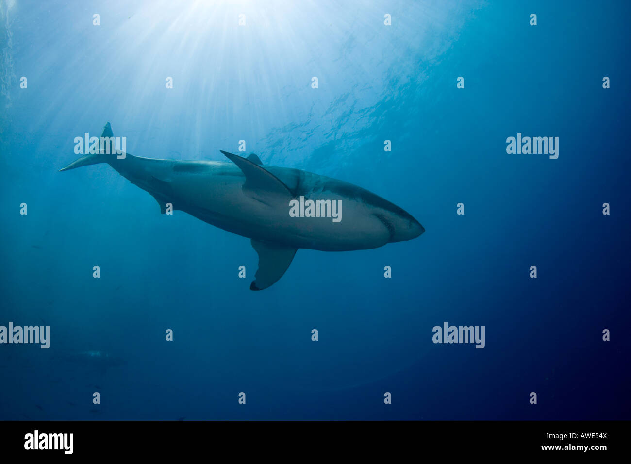 Questo grande squalo bianco, Carcharodon carcharias, è stato fotografato off Isola di Guadalupe, in Messico. Foto Stock