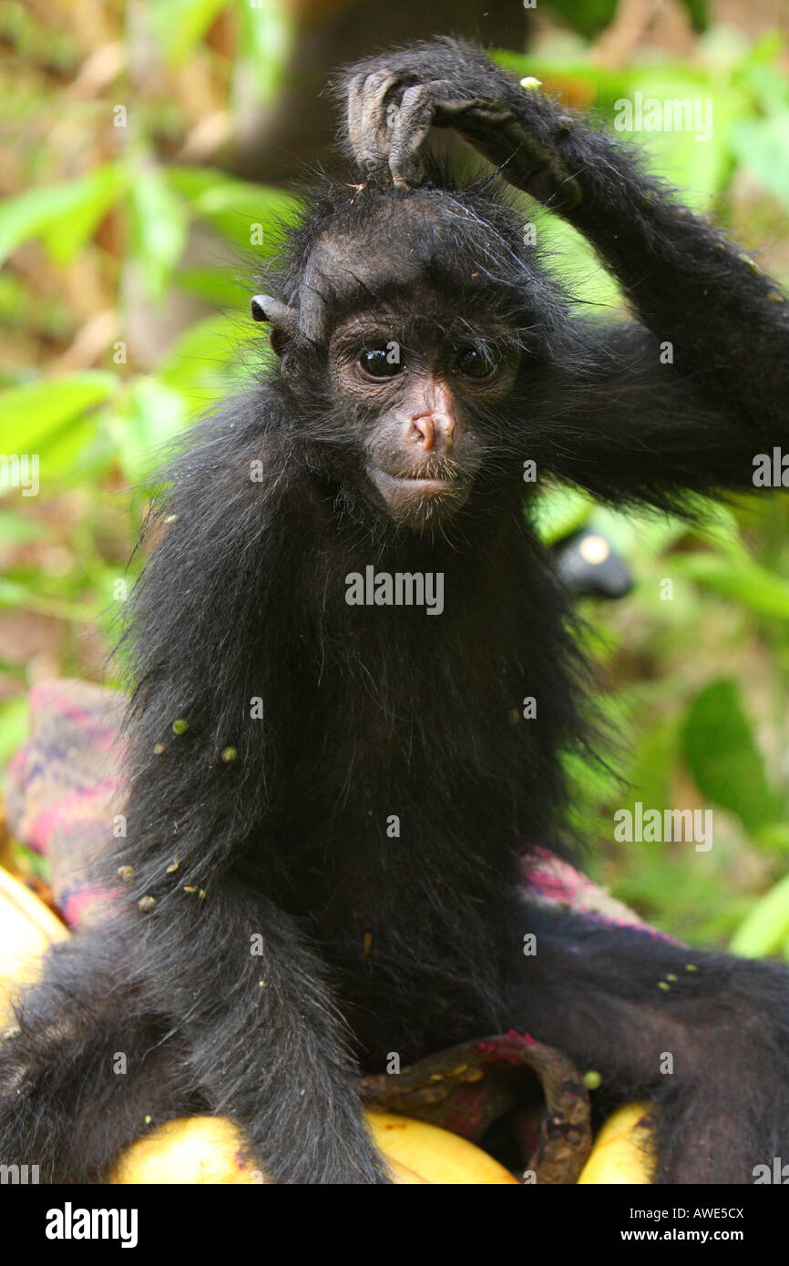 Un ragno nero di scimmia (Ateles fus) graffi la sua testa nella foresta amazzonica di Pilon Lajas riserva in Bolivia. Foto Stock