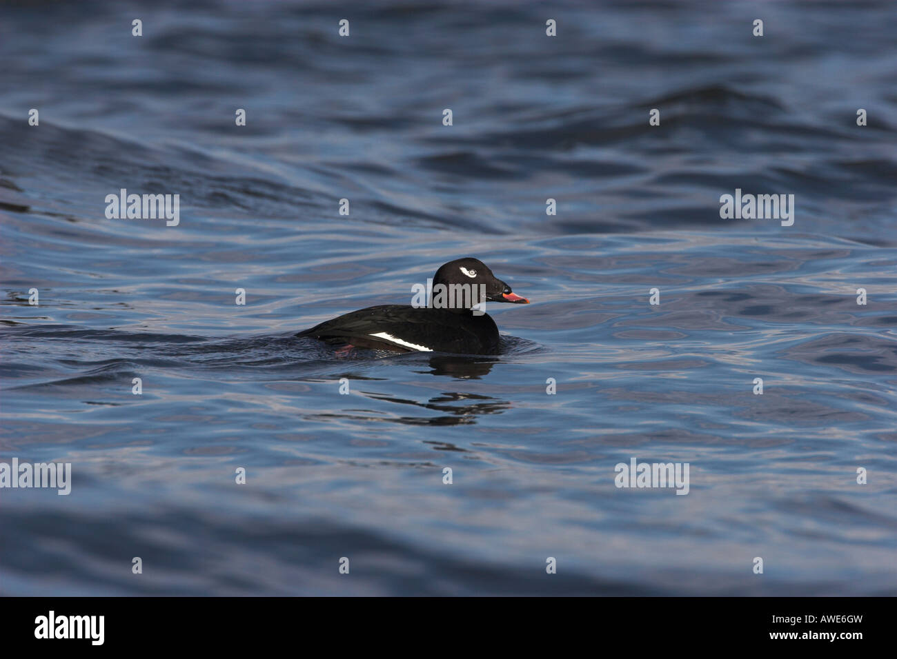 Bianco-winged Orchetto Melanitta fusca maschio su ocean a Lantzville Isola di Vancouver BC Canada Foto Stock