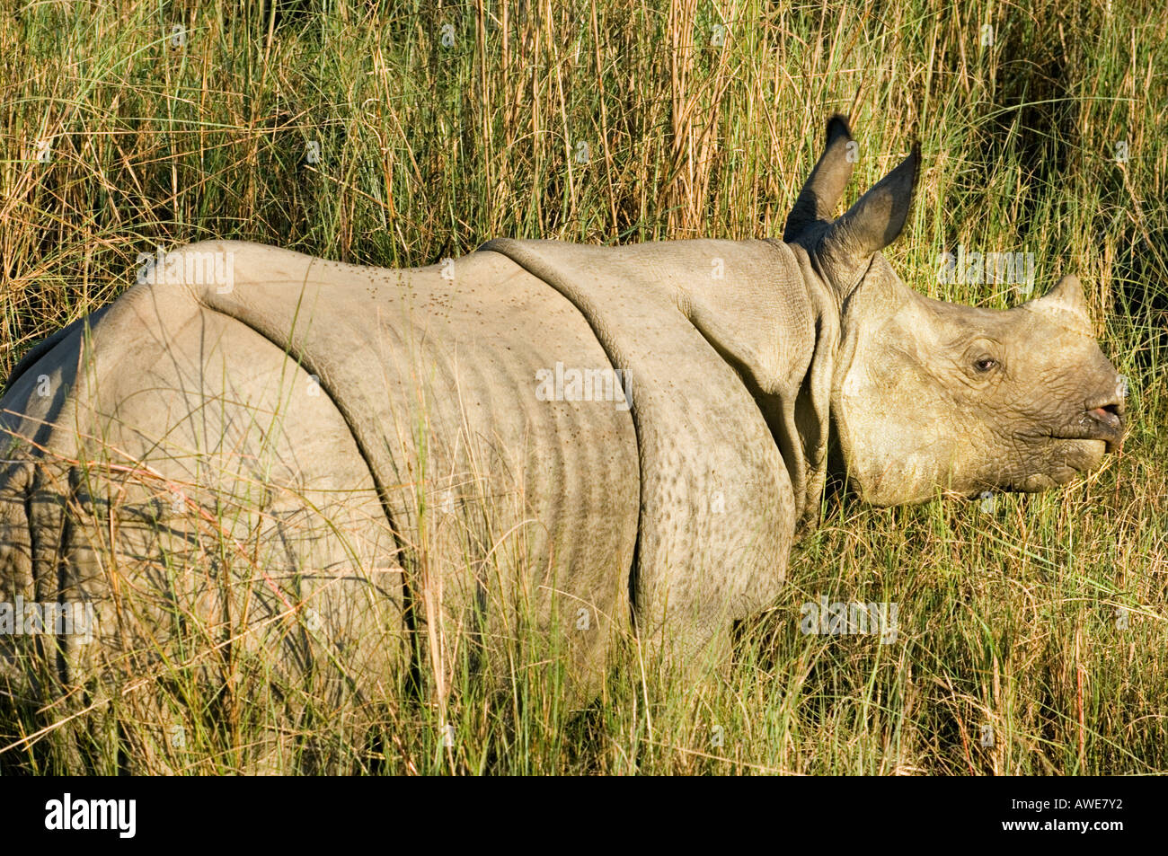 Wild Asian indian rhino rhinoceros presso il Royal Chitwan il parco nazionale di Chitwan nationalpark NEPAL Asia conservazione Foto Stock