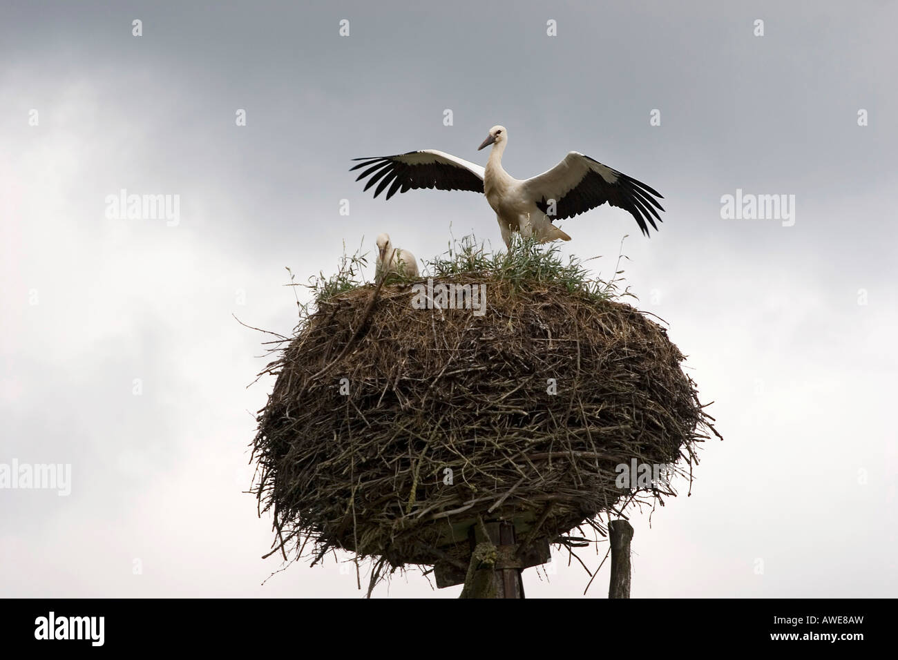 Giovani cicogna nel nido (Ciconiidae), Estonia, Europa Foto Stock