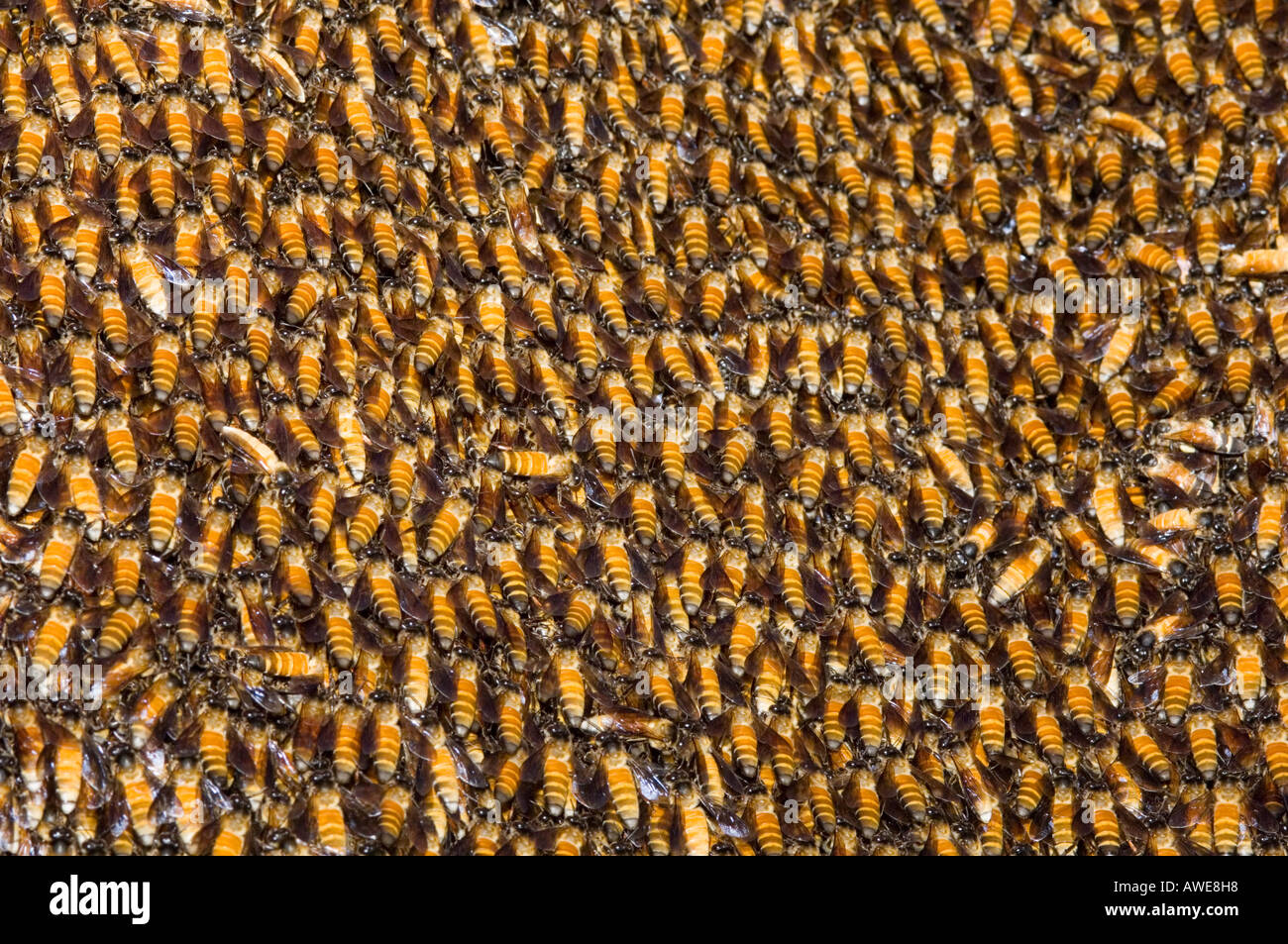 Uno sciame di api selvatiche Nepal Asia Royal Chitwan il parco nazionale nationalpark Foto Stock