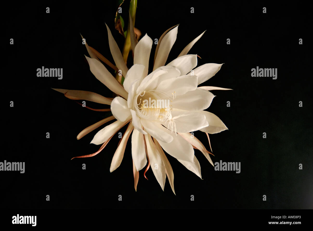 'Notte ^blooming cereus fiore in piena fioritura' Foto Stock