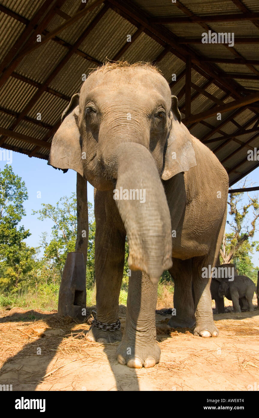 Elefant all'Elephant Breeding Center Royal Chitwan il parco nazionale di Chitwan nationalpark NEPAL Asia Sauraha di conservazione Foto Stock