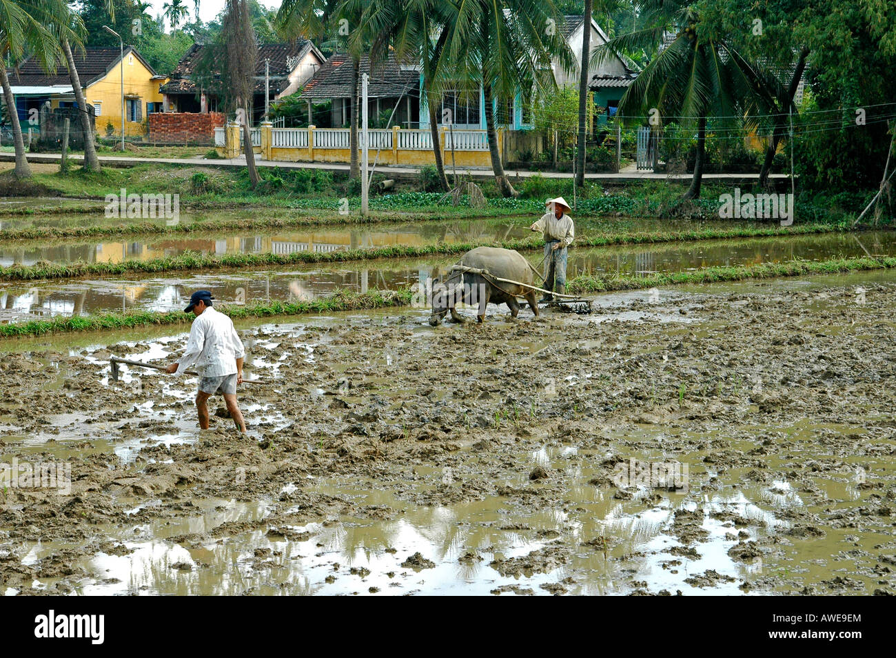 Agricoltore aratura di risone campo, Quang Nam Provincia, Vietnam Foto Stock