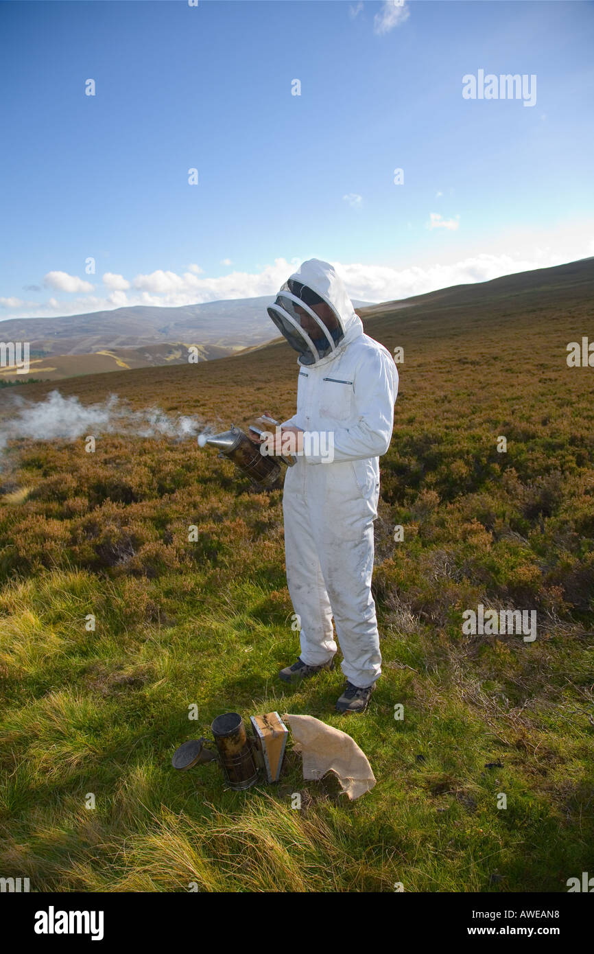 Apicoltore che indossa abiti da apicoltore e macchinetta per fumare, fumatore sulle colline heather che raccoglie miele Cairngorms National Park, Scozia, Regno Unito Foto Stock