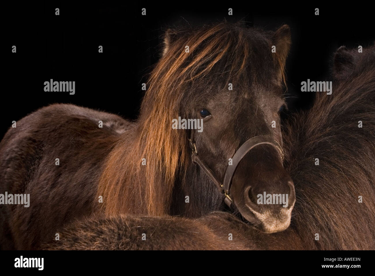 Pony Shetland Foto Stock