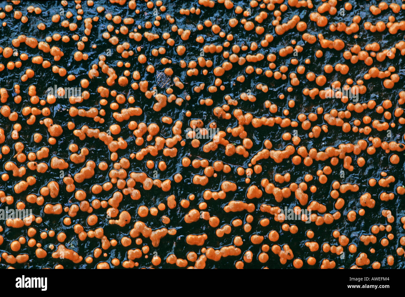 Corallo fungo Spot (nome latino: Nectria Cinnabarina) Foto Stock