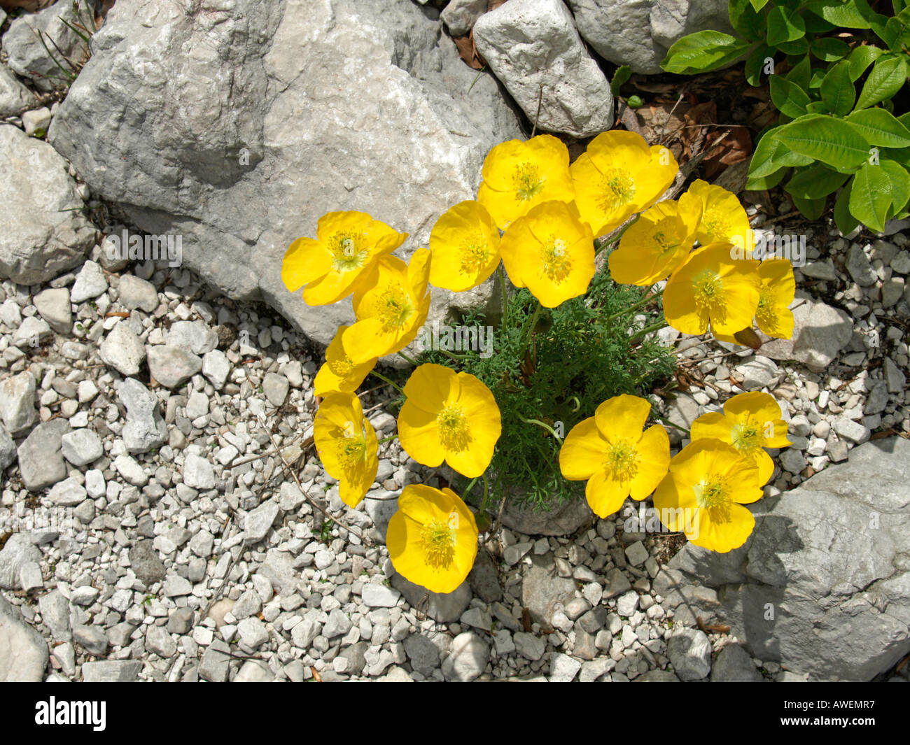 Il giallo papavero Papaver rhaeticum crescente fra le pietre delle Alpi nella Valle Logarska dolina della Slovenia Foto Stock