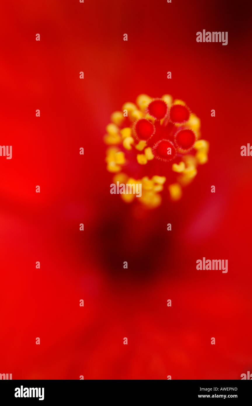 Close up abstract di colore rosso brillante o hibiscus Rosemallow fiore in piena fioritura strettamente focalizzata sulle estremità del stame Foto Stock