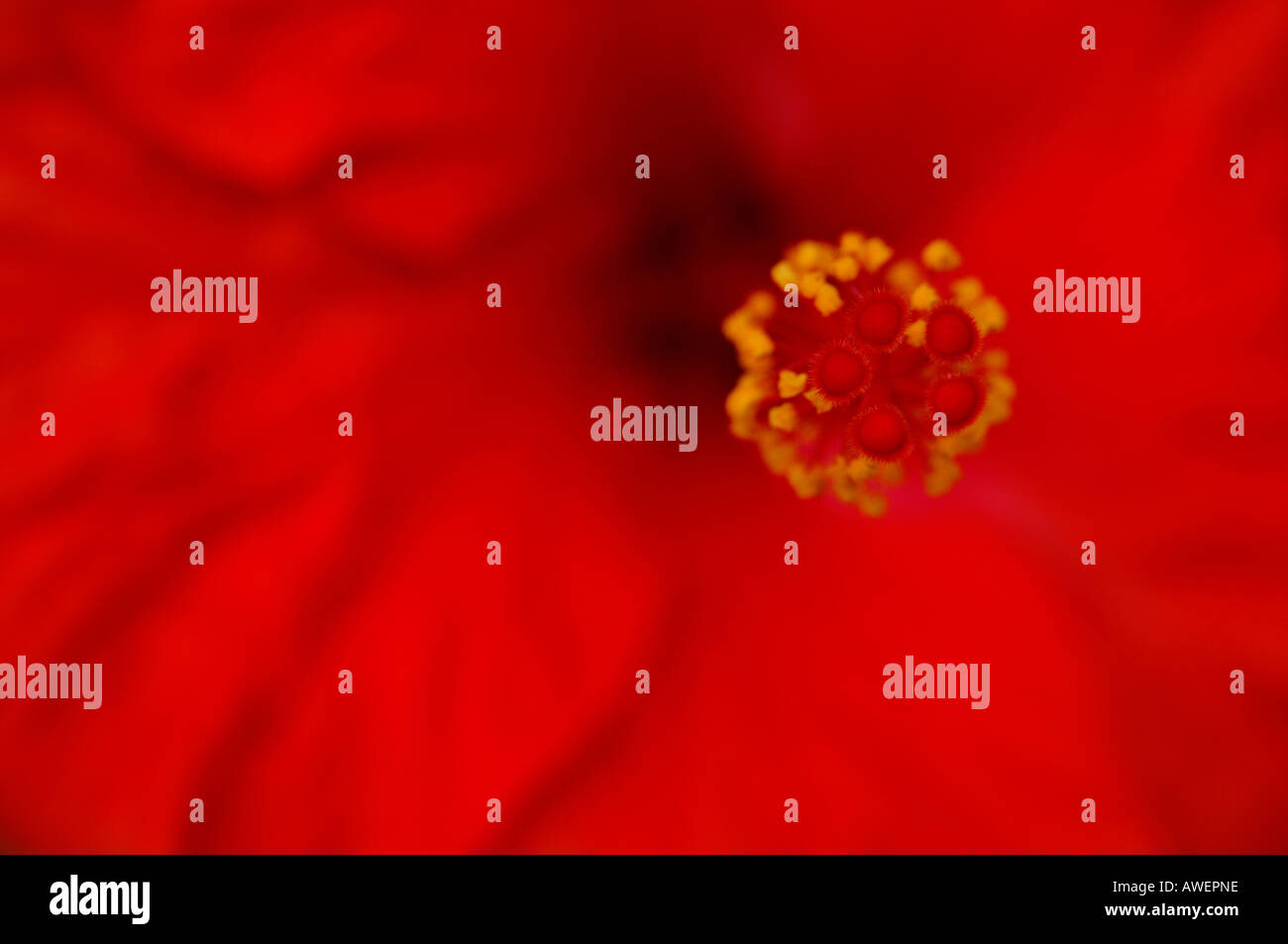 Close up abstract di colore rosso brillante o hibiscus Rosemallow fiore in piena fioritura strettamente focalizzata sulle estremità del stame Foto Stock