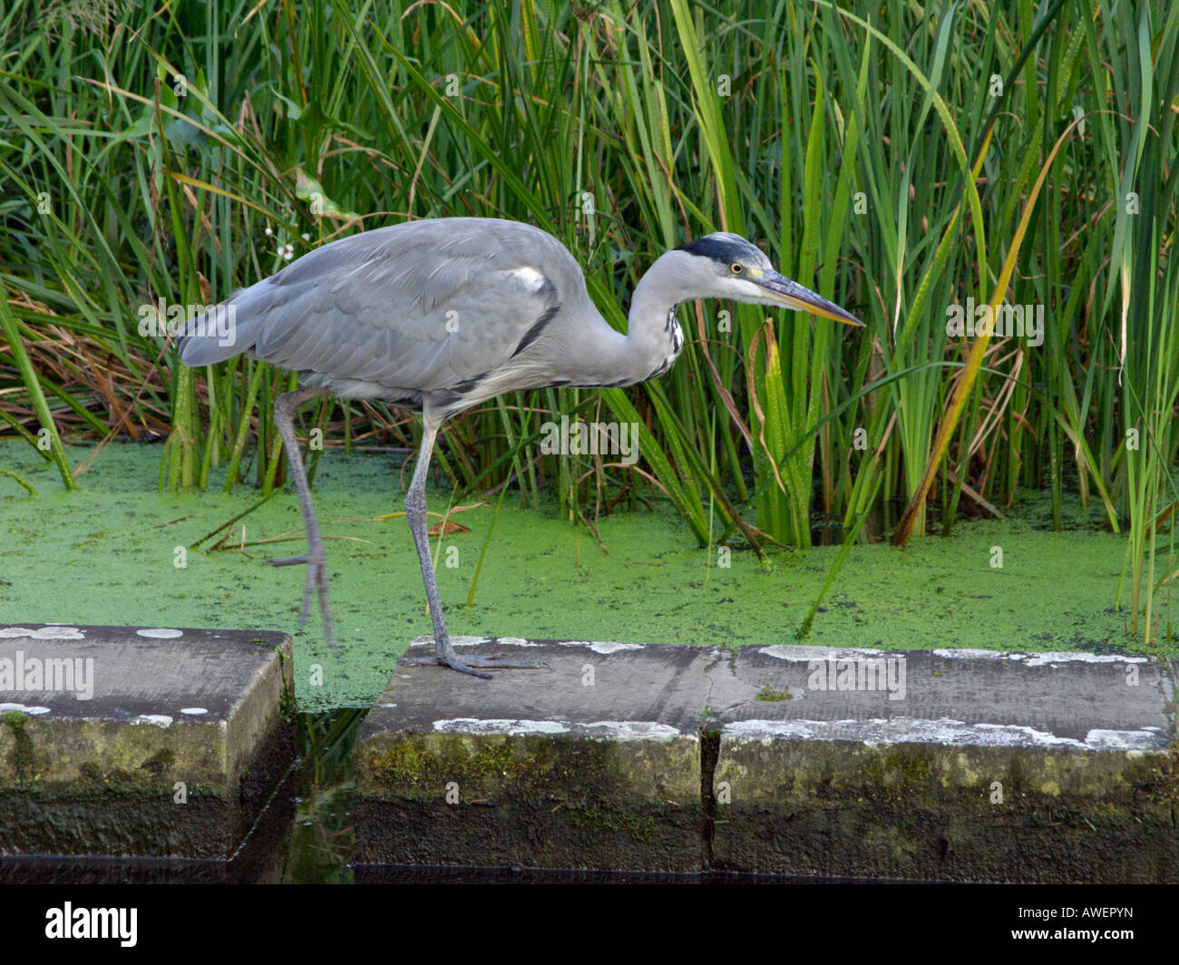 Airone cinerino (Ardea cinerea) Foto Stock