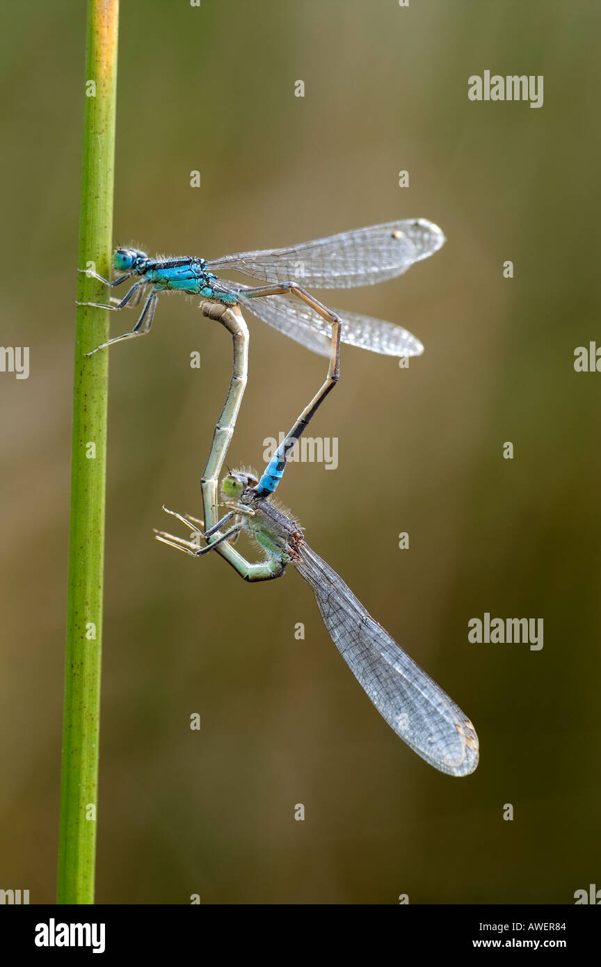 Scarsa Blue tailed damselflies coniugata Ischnura pumilio cornwall estate 2005 Foto Stock
