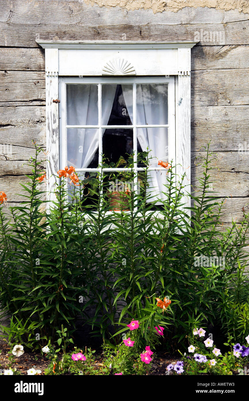 Un vecchio cottage di registro finestra con tende bianche e fiori all'Mennonita Heritage Village in Steinbach di Manitoba in Canada Foto Stock