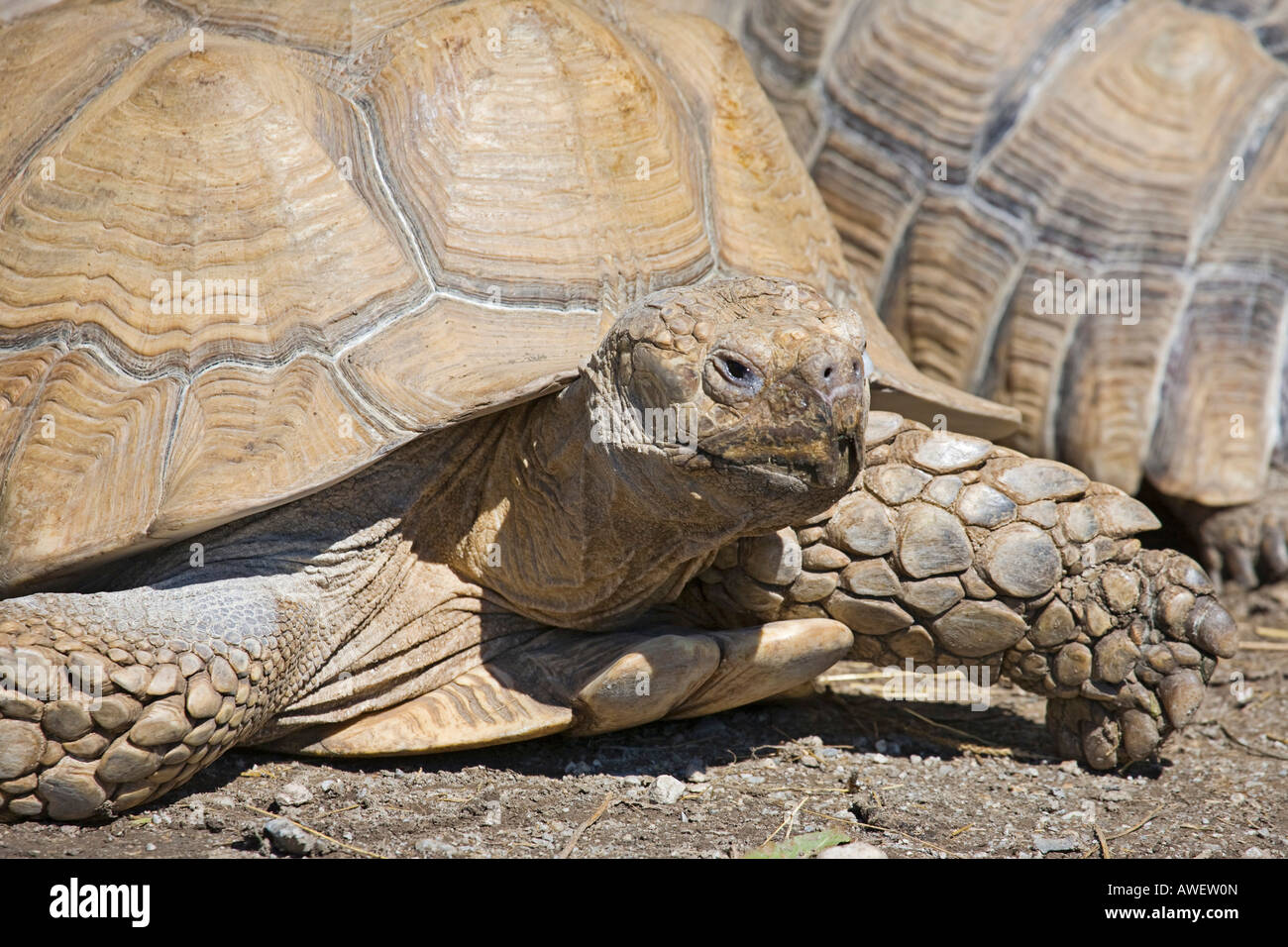 African spronato tartaruga o africano sperone coscia (tartaruga Geochelone sulcata) presso lo zoo di Hellbrunn, Salisburgo, Austria, Europa Foto Stock