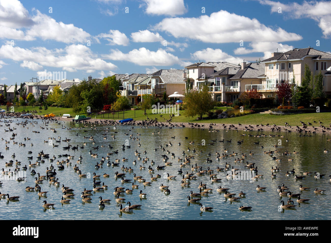 Wild Oche del Canada si riuniscono per la caduta della migrazione in stagni di ritenzione in Winnipeg Manitoba Canada Foto Stock