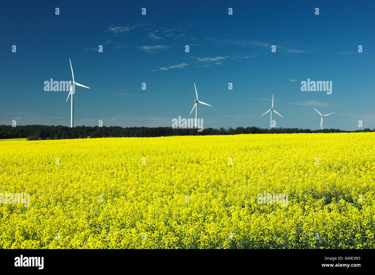 Mulini a vento di generare energia elettrica in corrispondenza di una Manitoba per centrali eoliche con un giallo canola field vicino San Leon, Manitoba Canada. Foto Stock