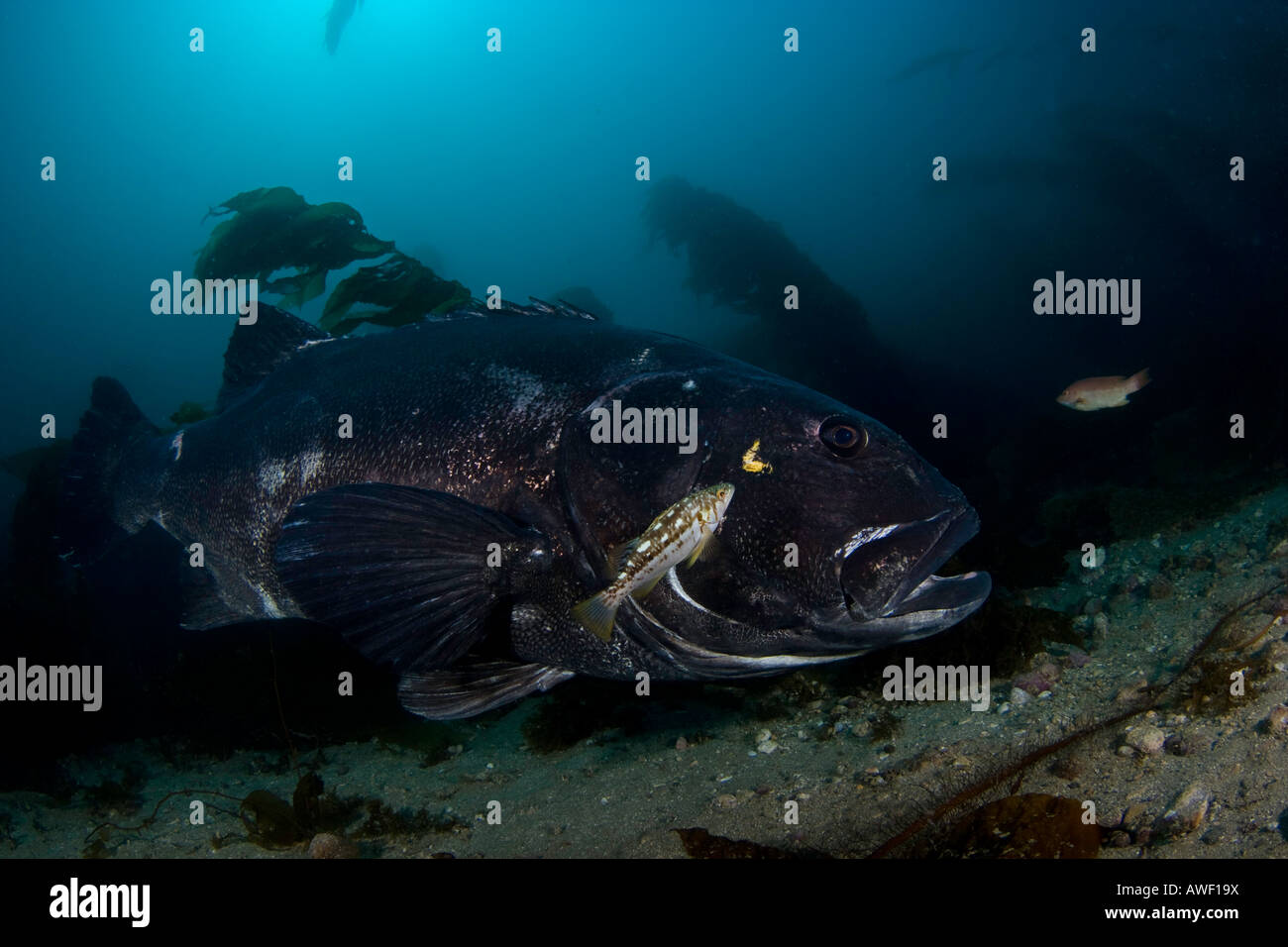 Giant black sea bass, Stereolepis gigas, Isola Catalina, California, Oriente Oceano Pacifico. Foto Stock