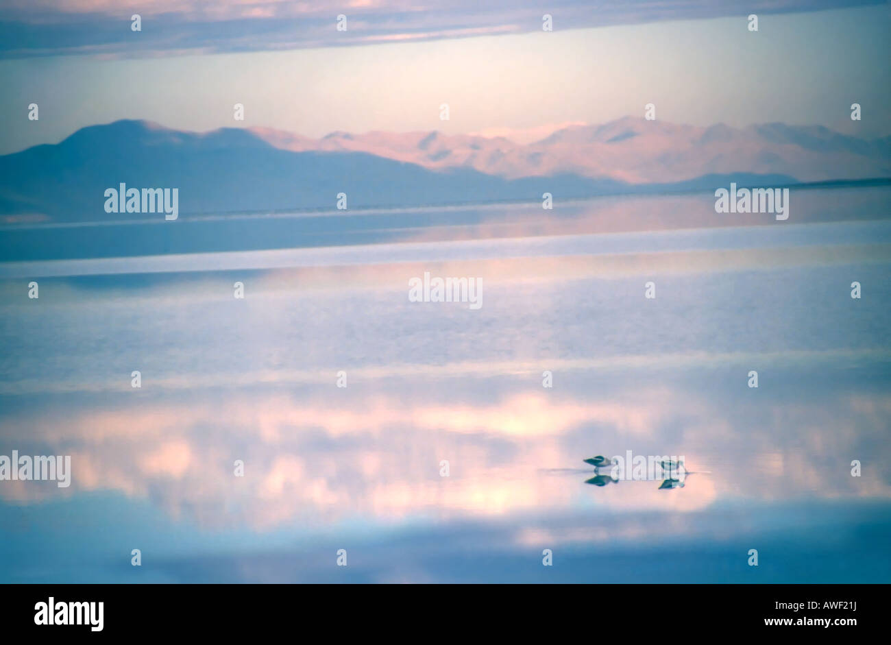 Preso inizio su una metà ottobre mattina nel nord dello Utah, Stati Uniti d'America. Questi uccelli acquatici sono alimentazione nella ancora riflettenti di acque del GSL. Foto Stock