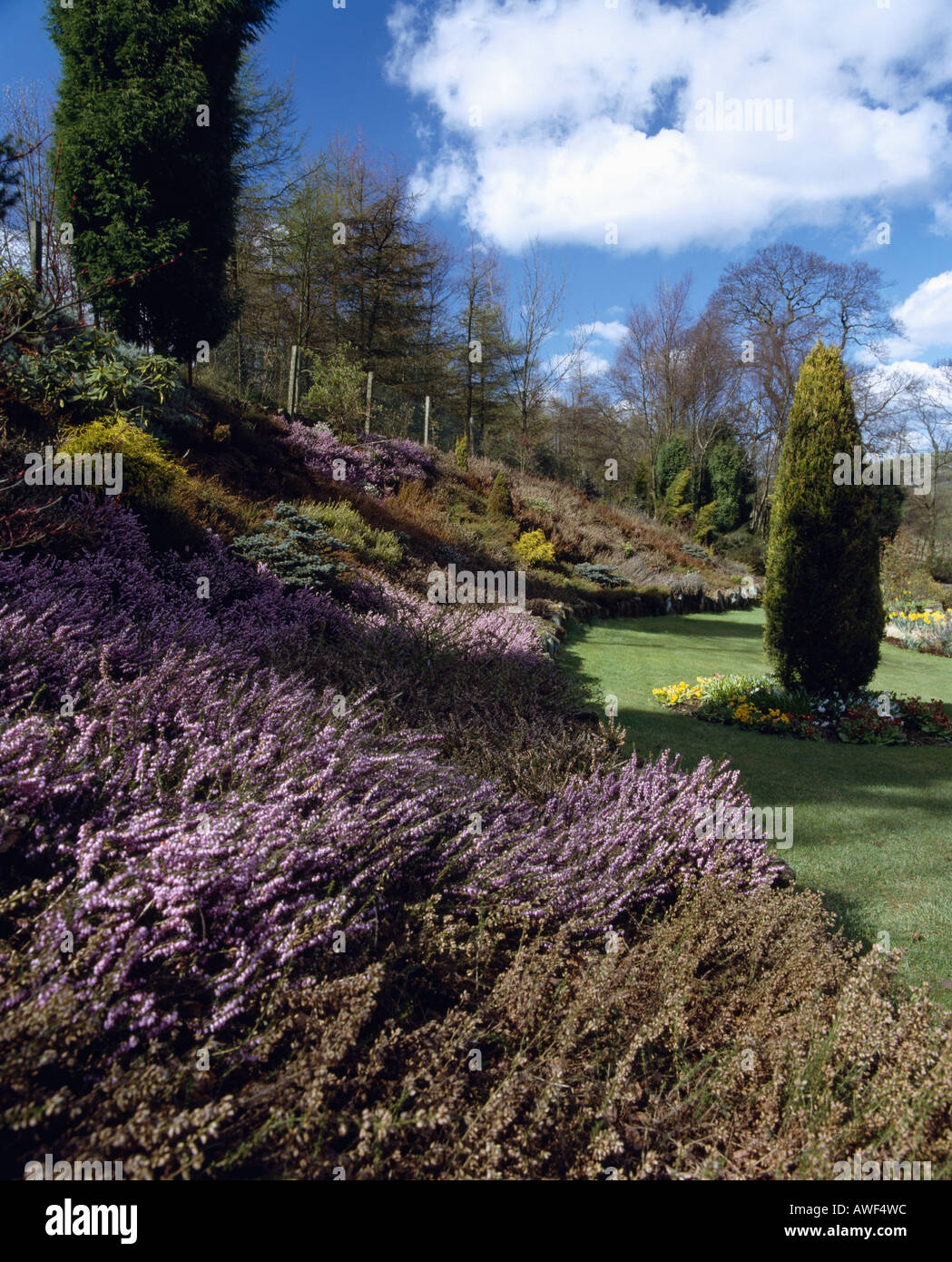 Erica viola i confini in paese grande giardino con agganciato conifere Foto Stock