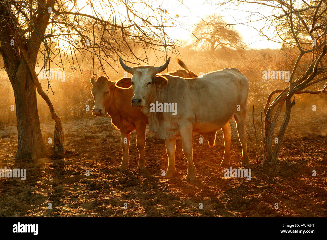 Bestiame nel contenitore Kraal, Cattlepost Bothatogo, Botswana, Africa Foto Stock