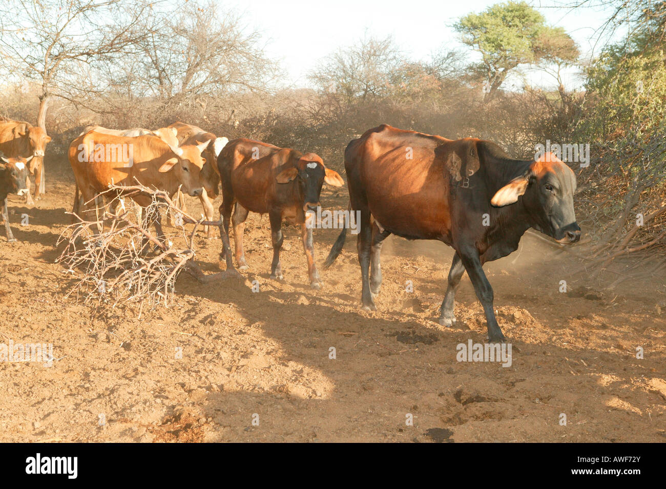 Allevamento di mucche nel kraal, Cattlepost Bothatogo, Botswana, Africa Foto Stock