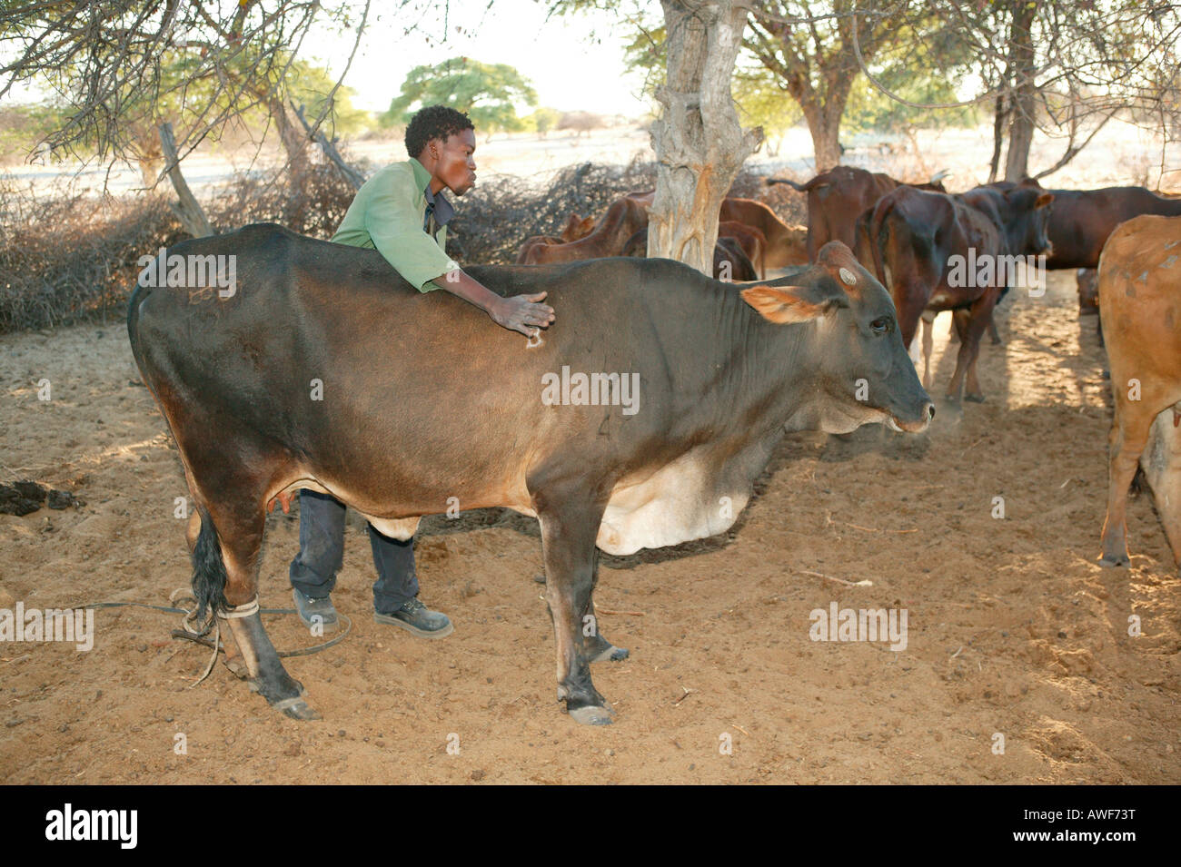 Vacca malata che viene trattata, Cattlepost Bothatogo, Botswana, Africa Foto Stock