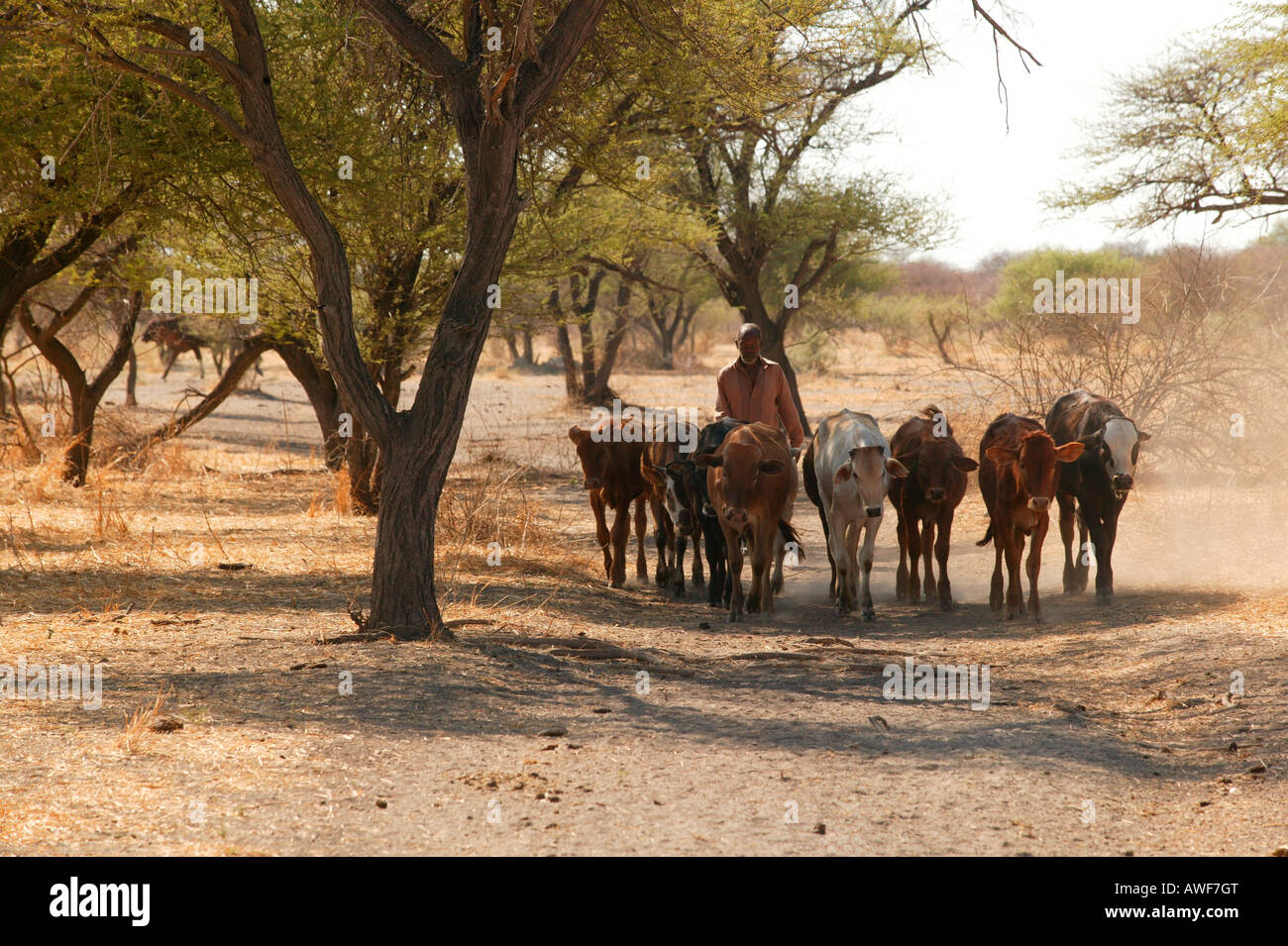 Mandria, Cattlepost Bothatoga, Botswana, Africa Foto Stock