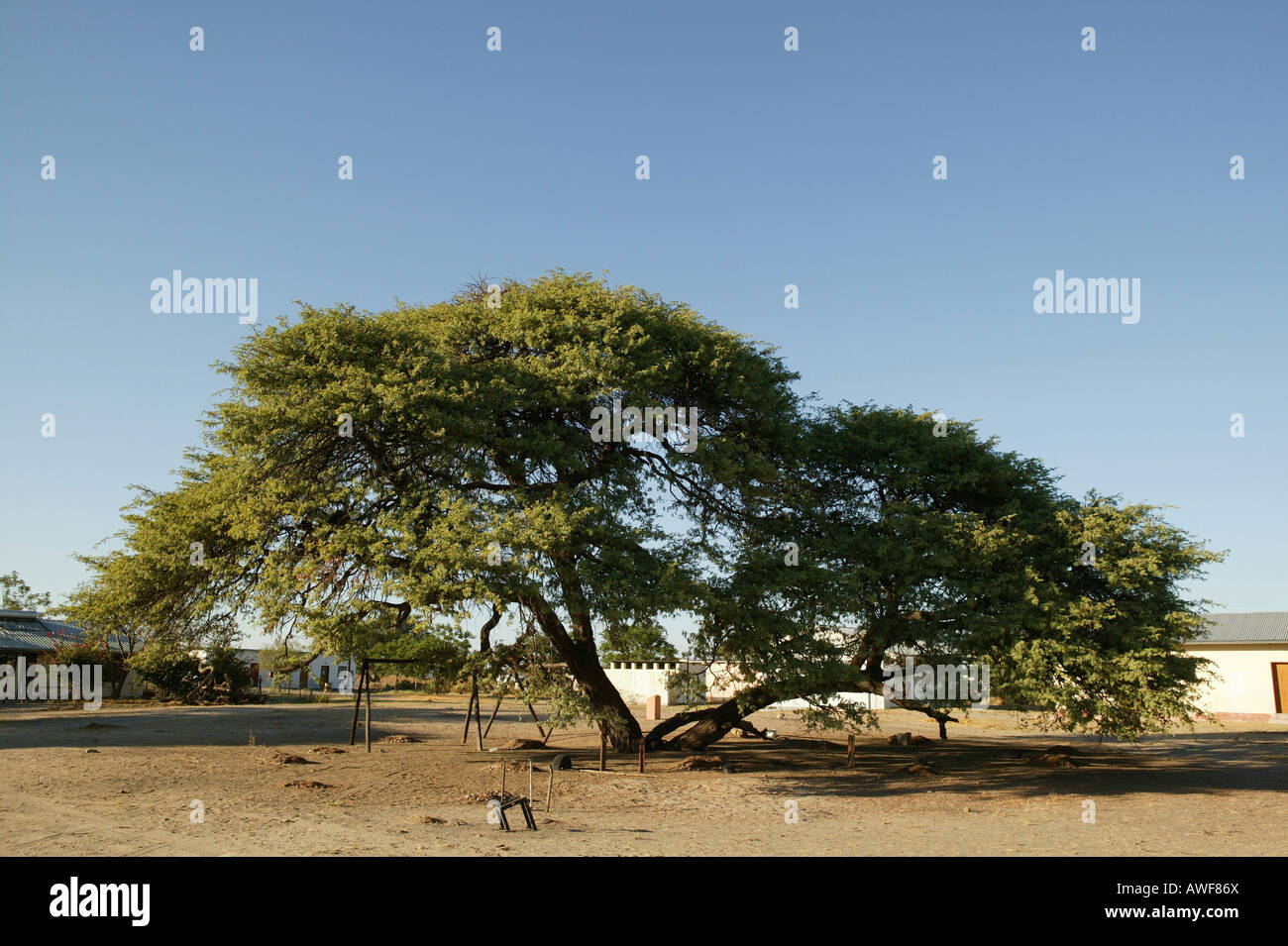 Il villaggio albero sotto cui manifestazioni si svolgono, Sehitwa, Botswana, Africa Foto Stock