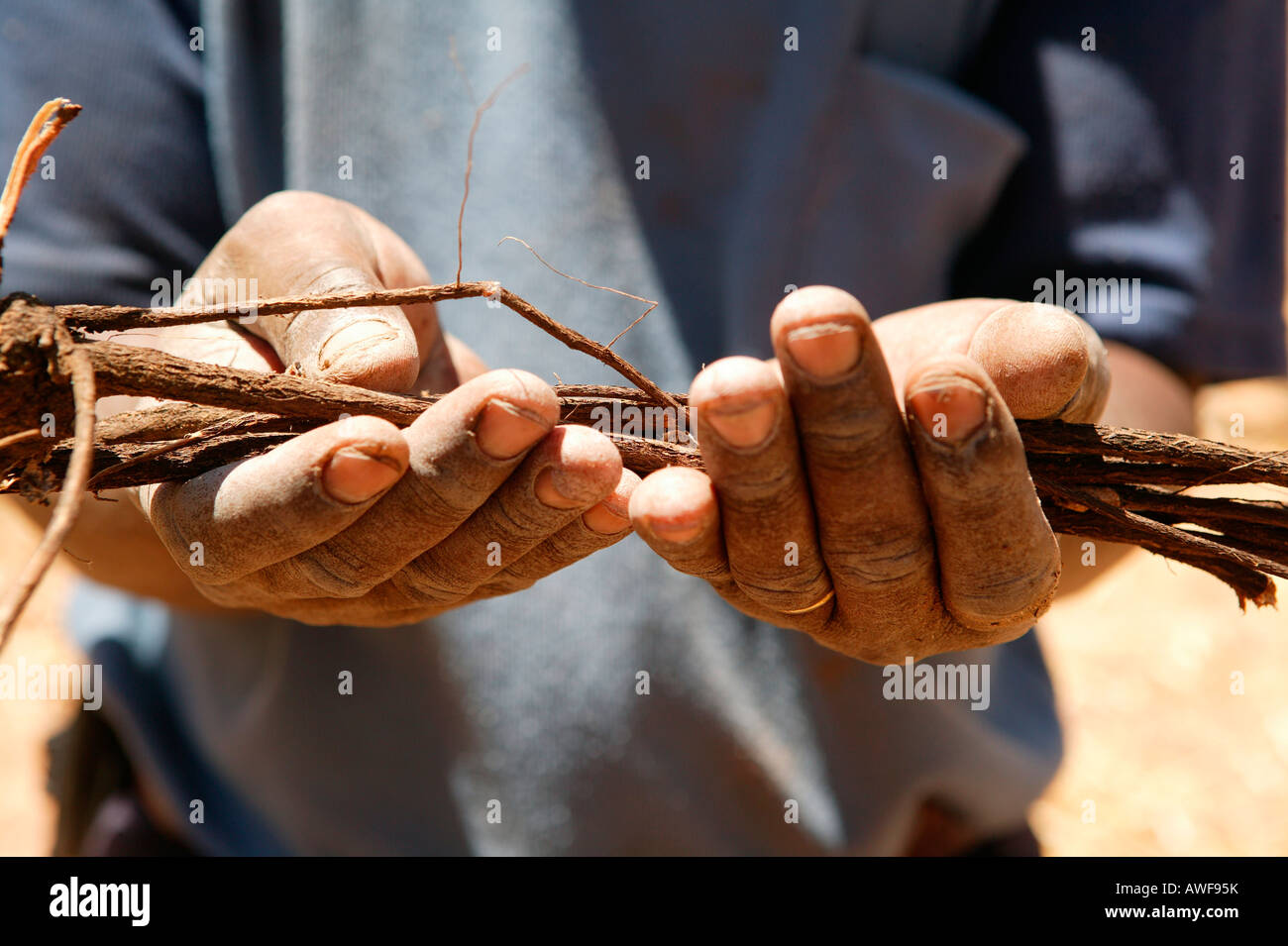 Guaritore tradizionale la visualizzazione di varie piante medicinali, Sehitwa, Botswana, Africa Foto Stock