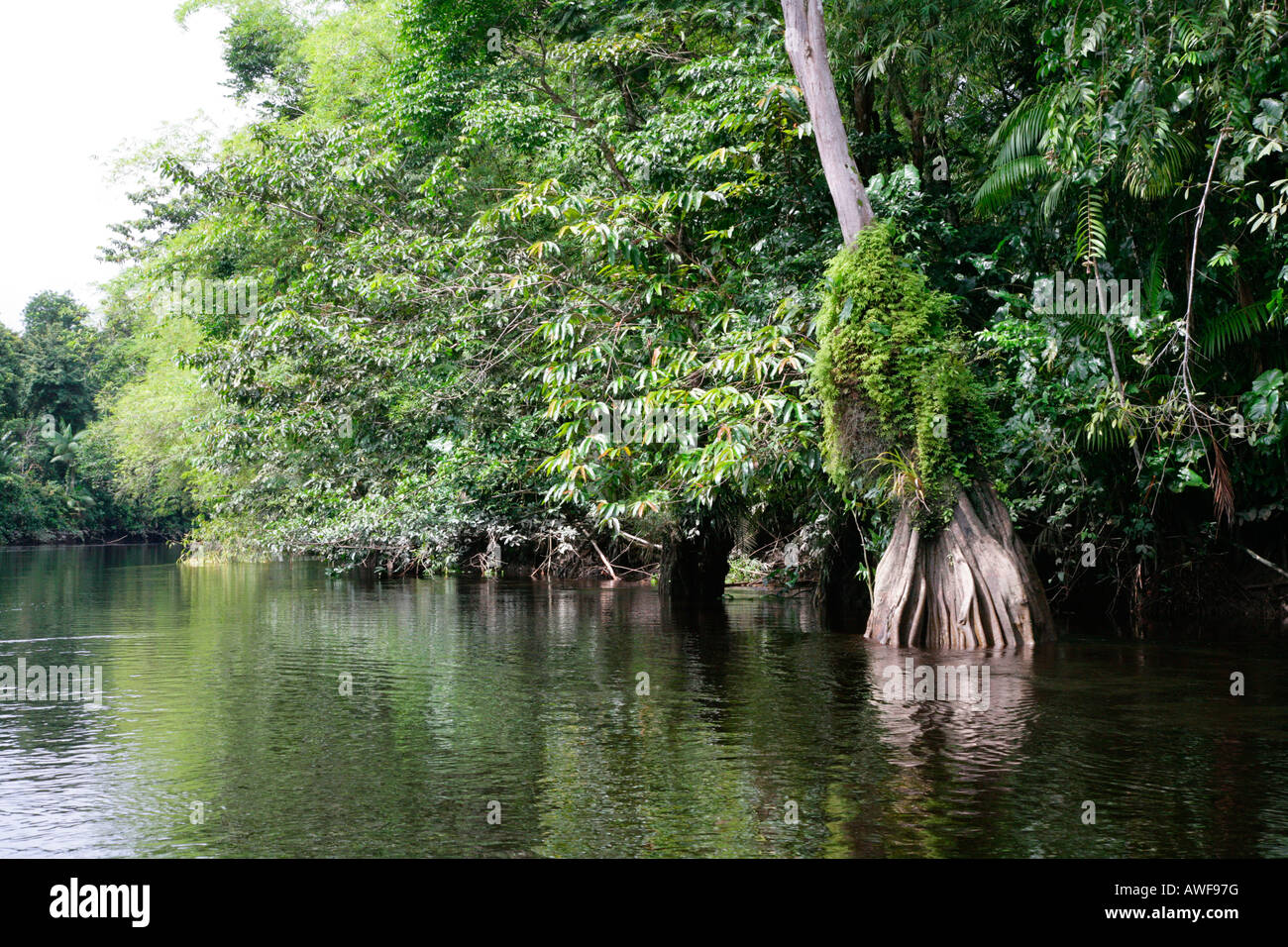 Paesaggio di mangrovie, foreste pluviali, Kamuni River, Guyana, Sud America Foto Stock