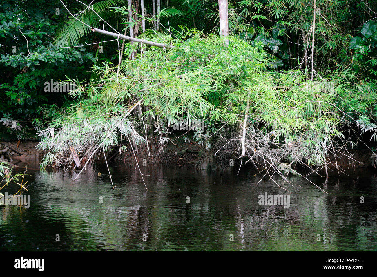 Paesaggio della foresta pluviale, rive del fiume Kamuni, Guyana, Sud America Foto Stock