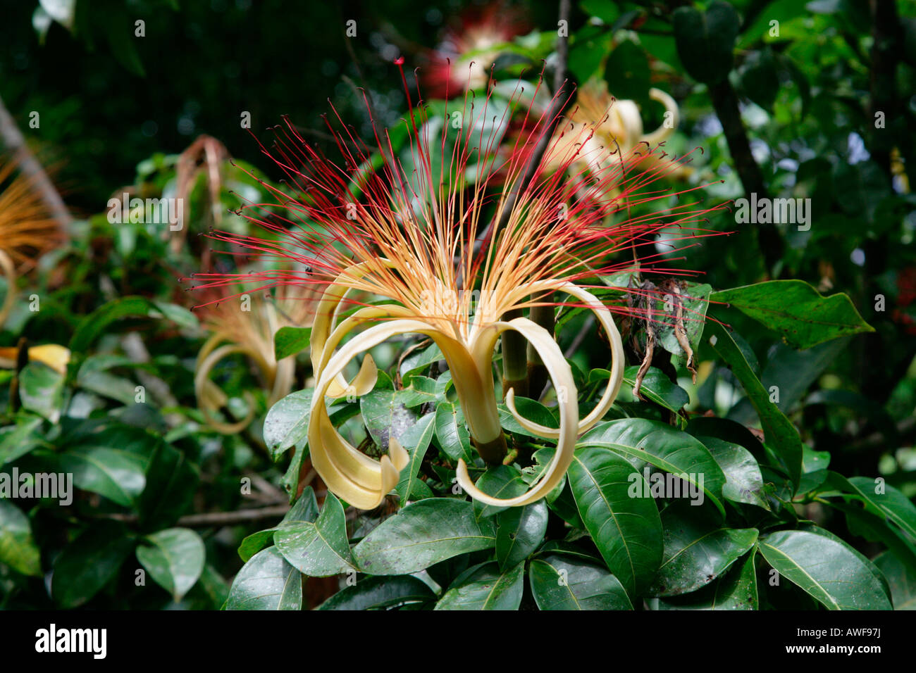 Fiume laandscape, fiore tropicale nella foresta pluviale, Guyana, Sud America Foto Stock