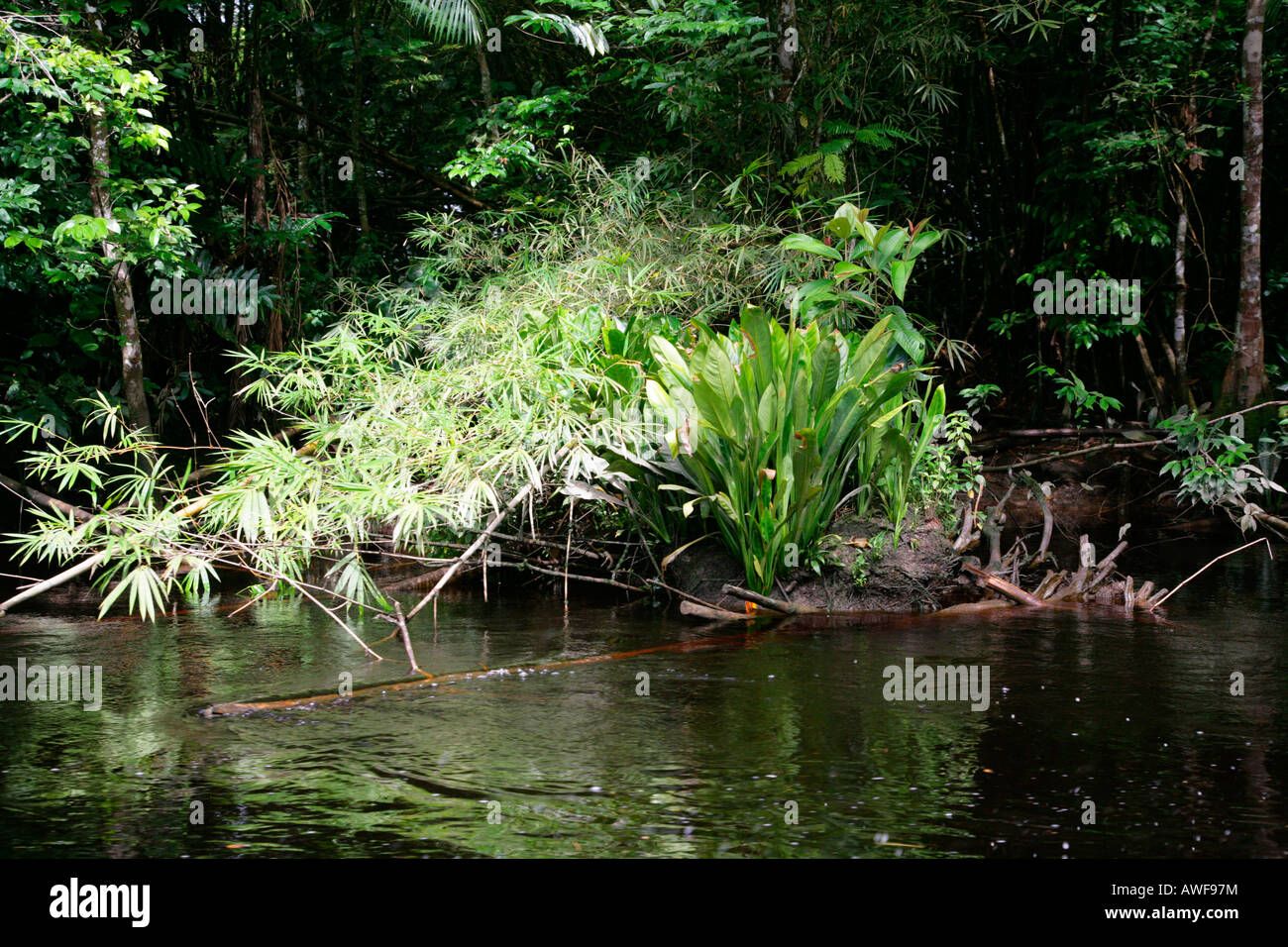 Paesaggio della foresta pluviale, rive del fiume Kamuni, Guyana, Sud America Foto Stock