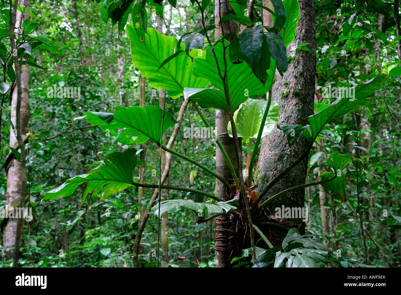 Bromeliacee (Bromeliaceae) che cresce nella foresta pluviale, Guyana, Suedamerika Foto Stock