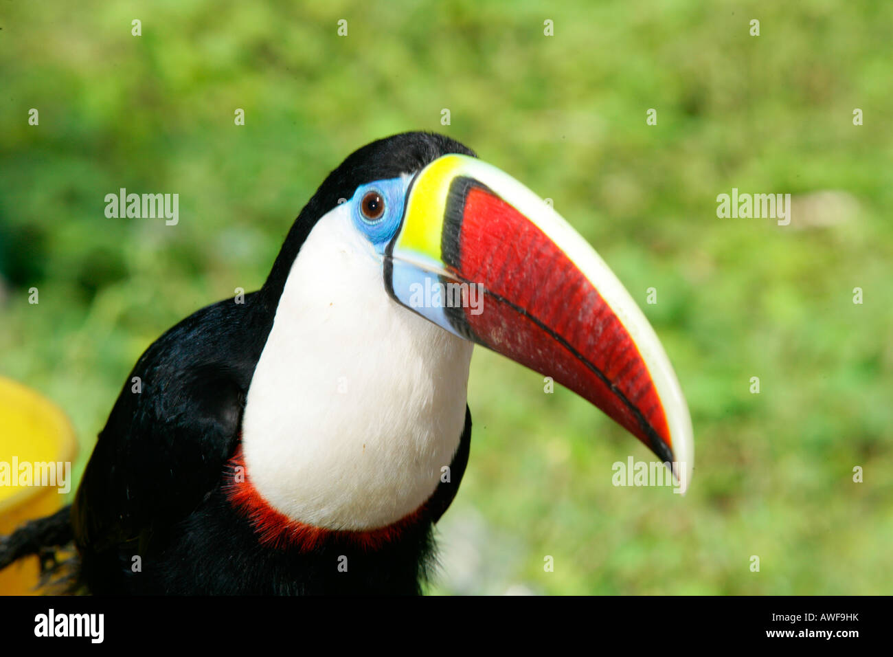 Swainson toucan (Ramphastos swainsonii), Santa Missione, Guyana, Sud America Foto Stock