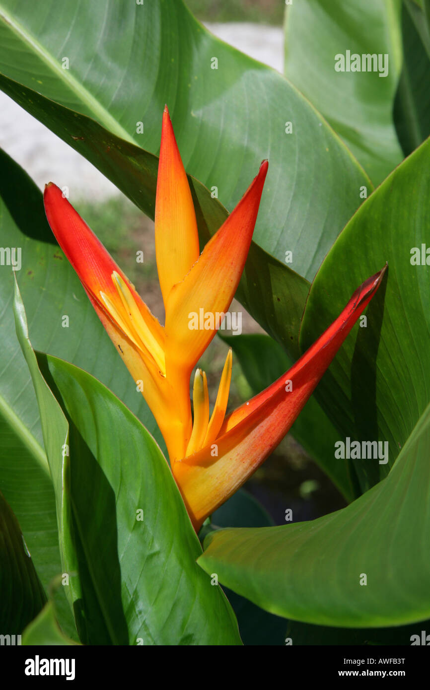Wild piantaggine o Lobster-Claw (Heliconia), specie di Piantaggine famiglia di piante (Musaceae), Guyana, Sud America Foto Stock