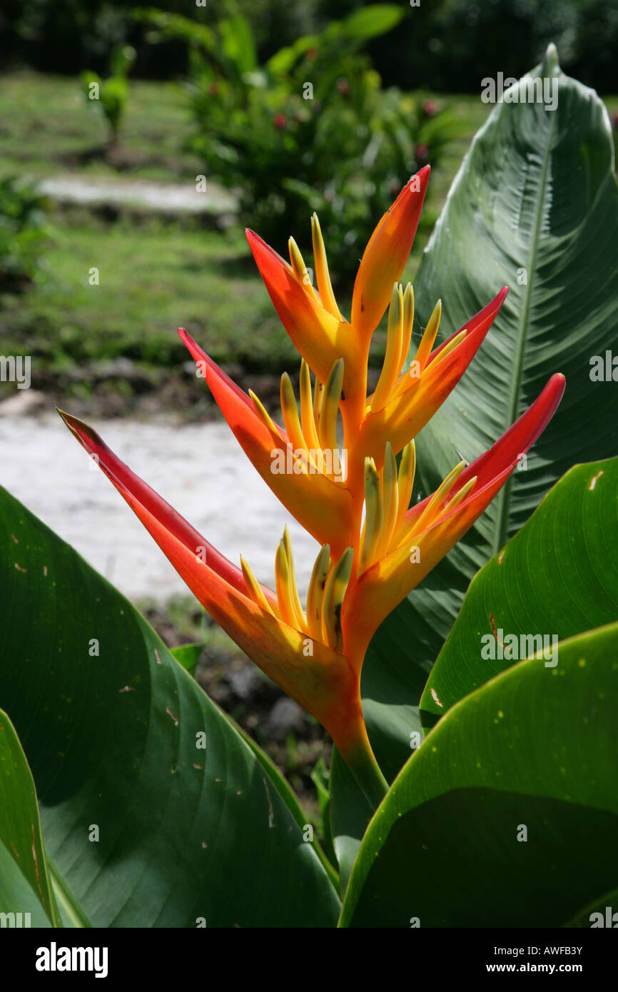 Pasqua Heliconia (Heliconia wagneriana), specie di Piantaggine famiglia di piante (Musaceae), Guyana, Sud America Foto Stock