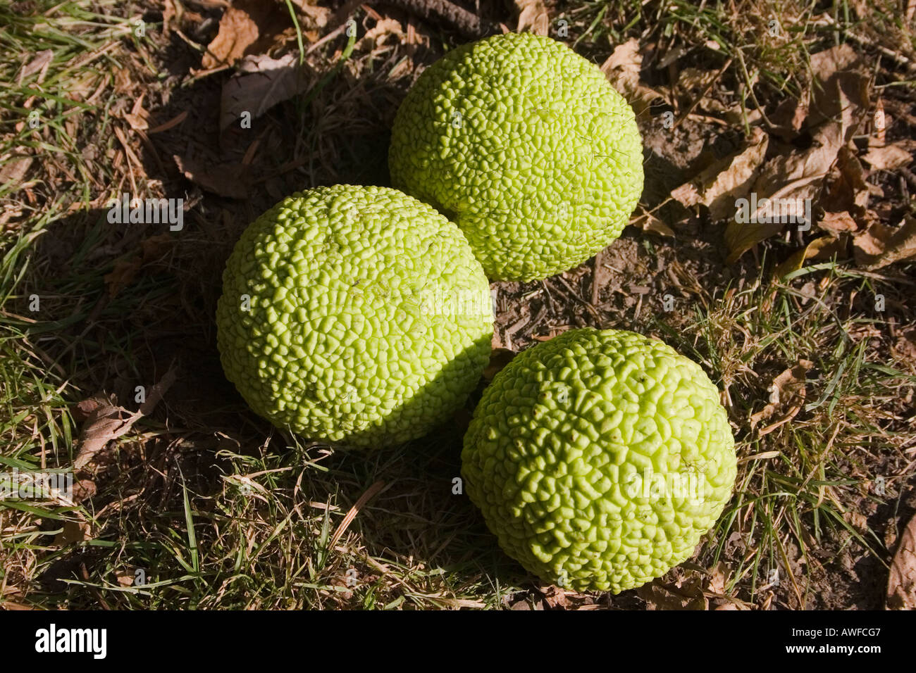 3 osage-frutta di arancia che giace sotto l'albero. Foto Stock