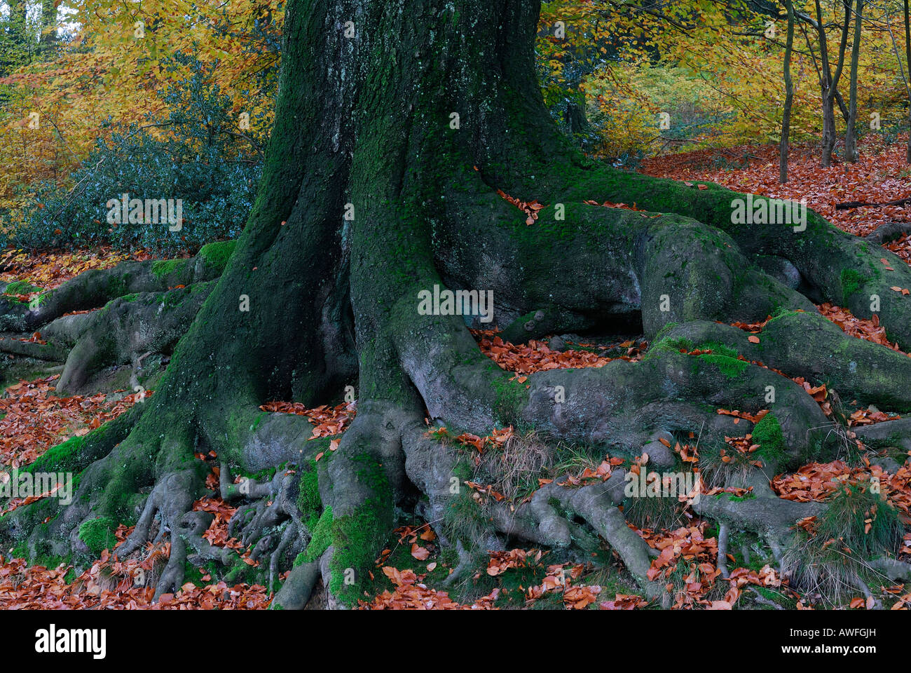 La proliferazione incontrollata di radici di albero, Europeo faggio (Fagus sylvatica) tree Foto Stock