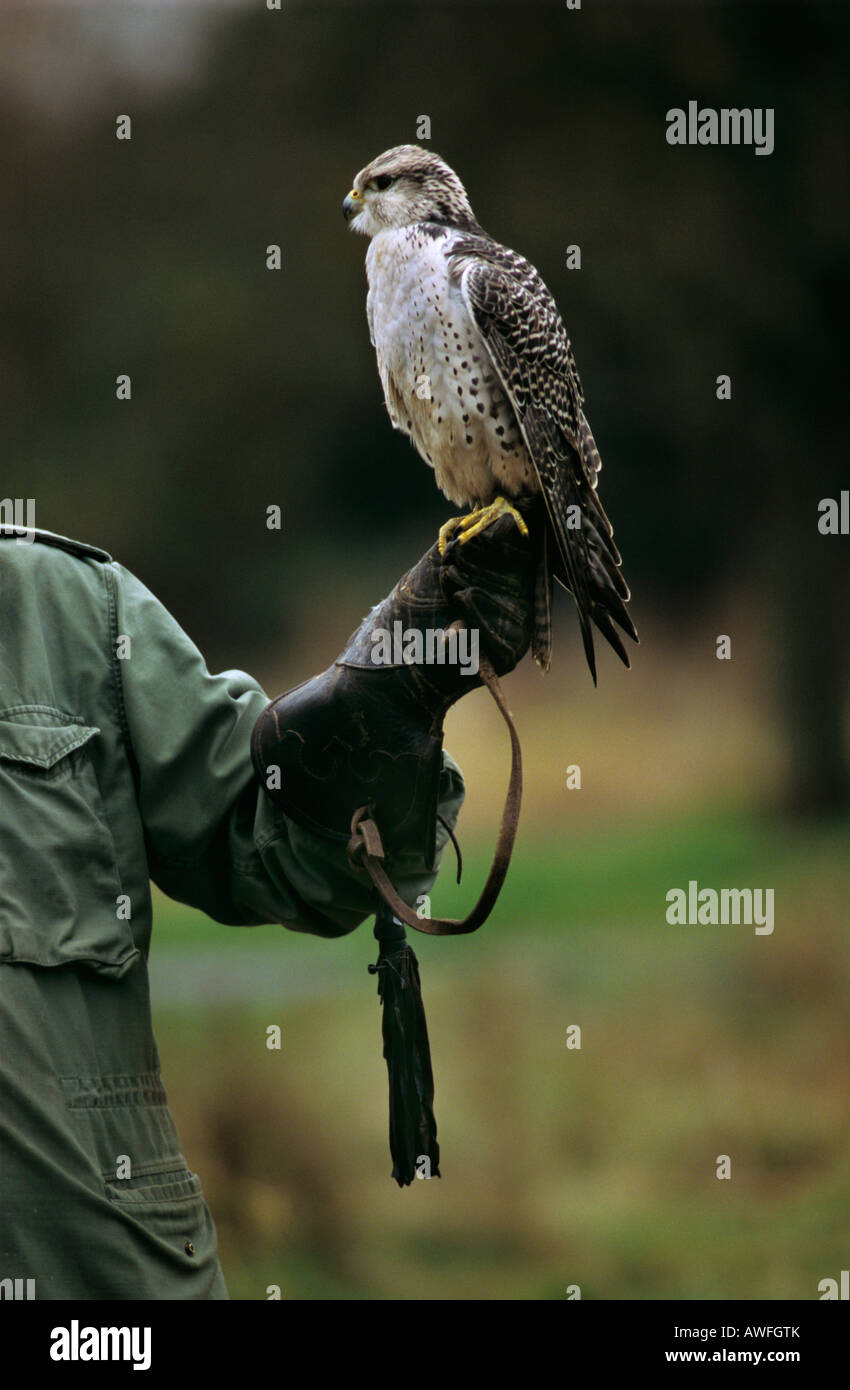 Gyrfalcon o Gyr Falcon (Falco rusticolus) appollaiato su un falconer la mano, Renania settentrionale-Vestfalia, Germania, Europa Foto Stock