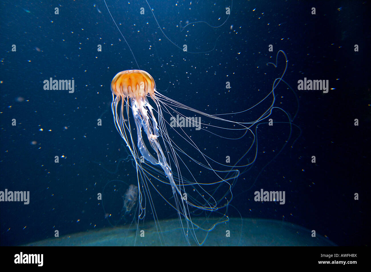 Jelly fish, chrysaora melanaster Foto Stock