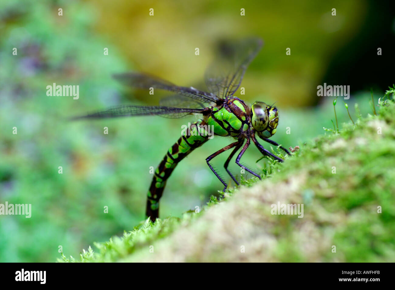 Southern hawker dragonfly femmina uovo recante Aeshna cyanea cornwall estate 2005 Foto Stock