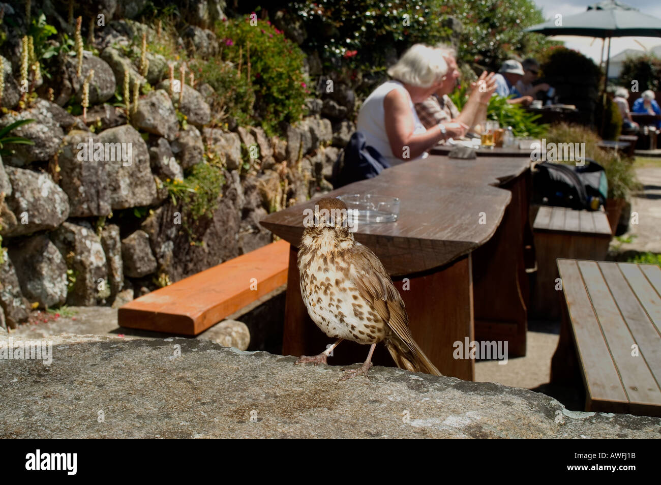 Tordo bottaccio sul tavolo in giardino cafe Turdus philomelos St Mary s Isole Scilly giugno 2005 Foto Stock