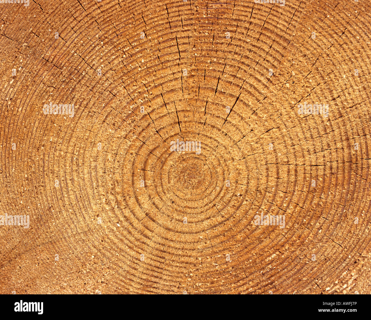 Tronco di albero della sezione: gli anelli di un albero Foto Stock