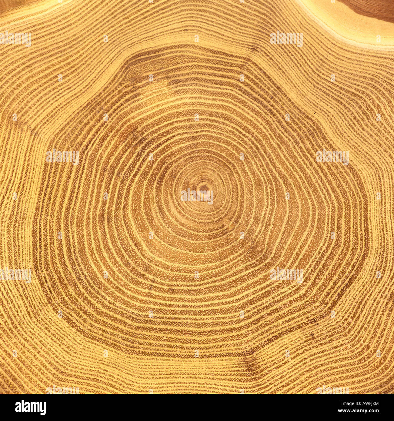 Il larice (Larix) tronco di albero della sezione: gli anelli di un albero Foto Stock