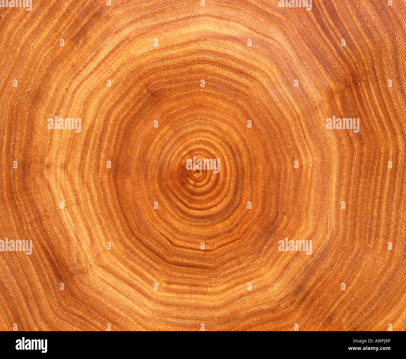 Tronco di albero della sezione: gli anelli di un albero Foto Stock