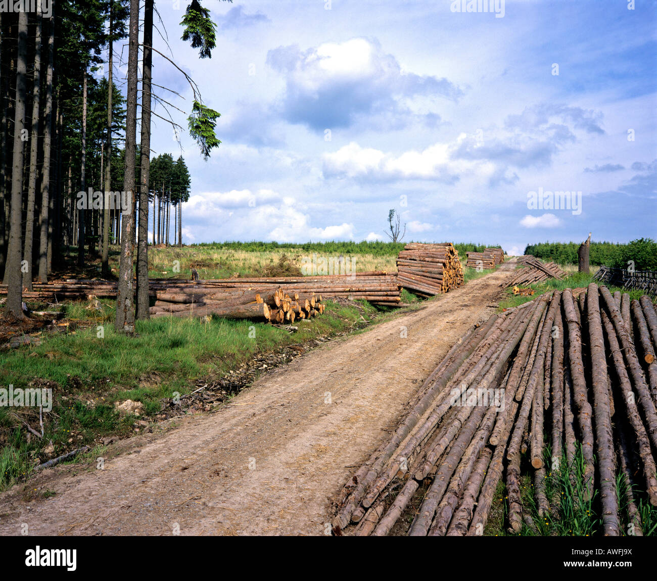 I registri di abete, industria del legname Foto Stock